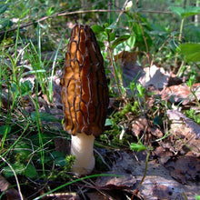Black Morel Mushroom Spores