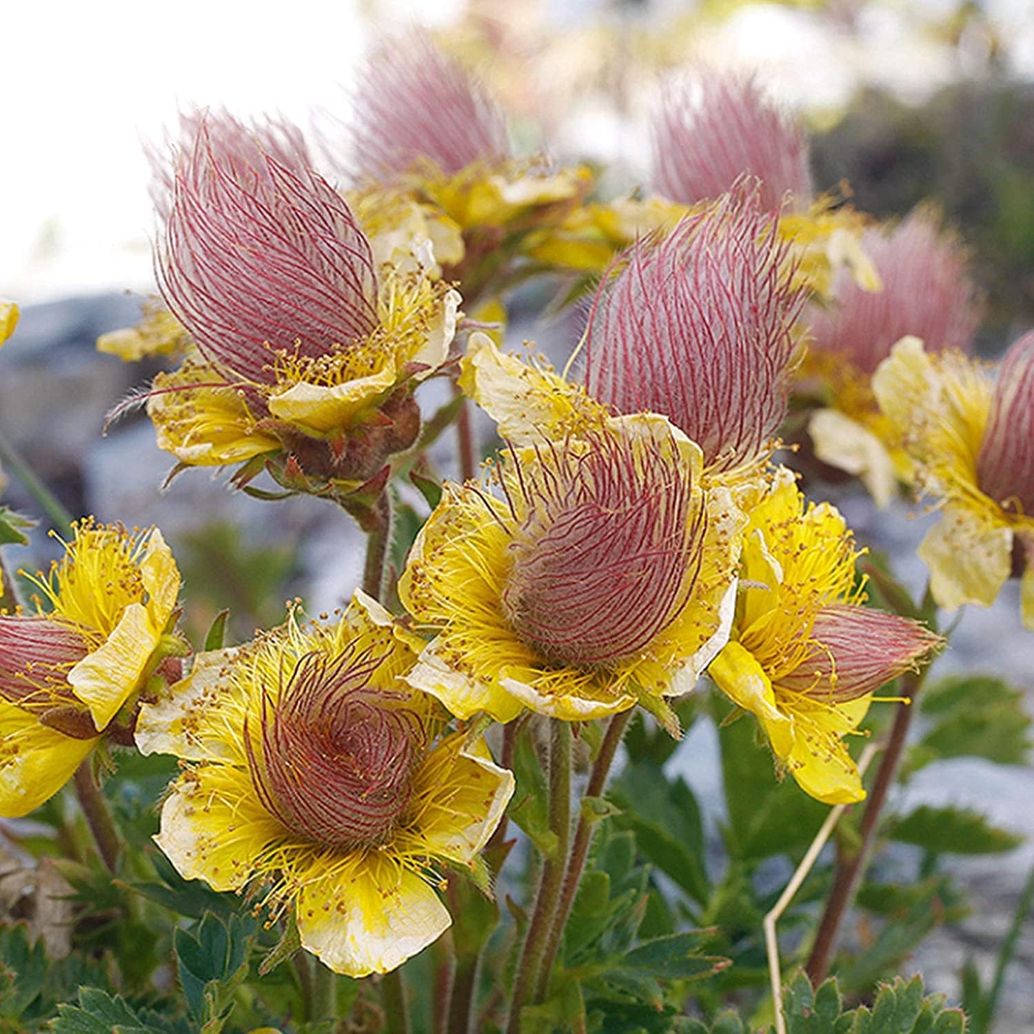 planting prairie smoke seeds Prairie Smoke Flower Seeds up to 50%