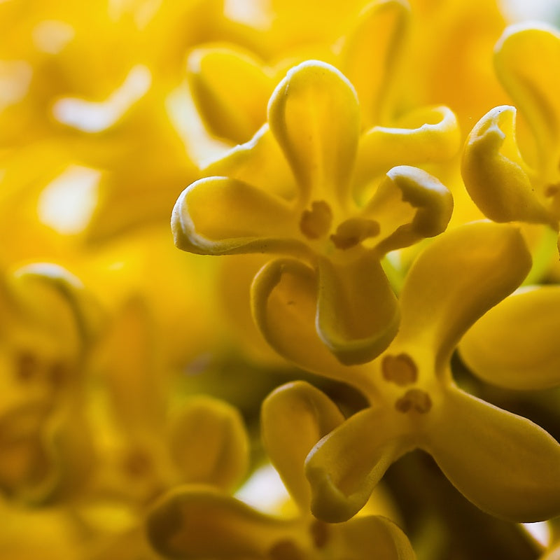 Osmanthus seeds  up to 50%