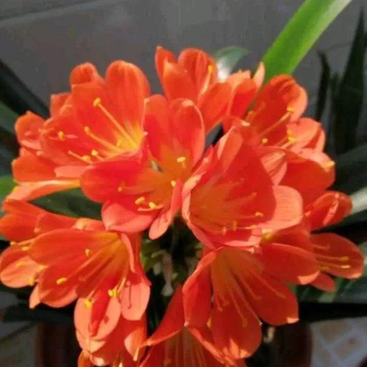 Kaffir Lily Flower Seeds Up to 50% Off