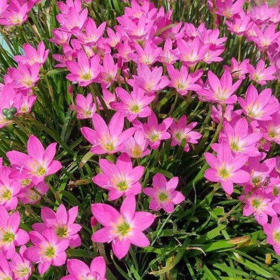 Mixed Rain Lily Seeds up to 50%