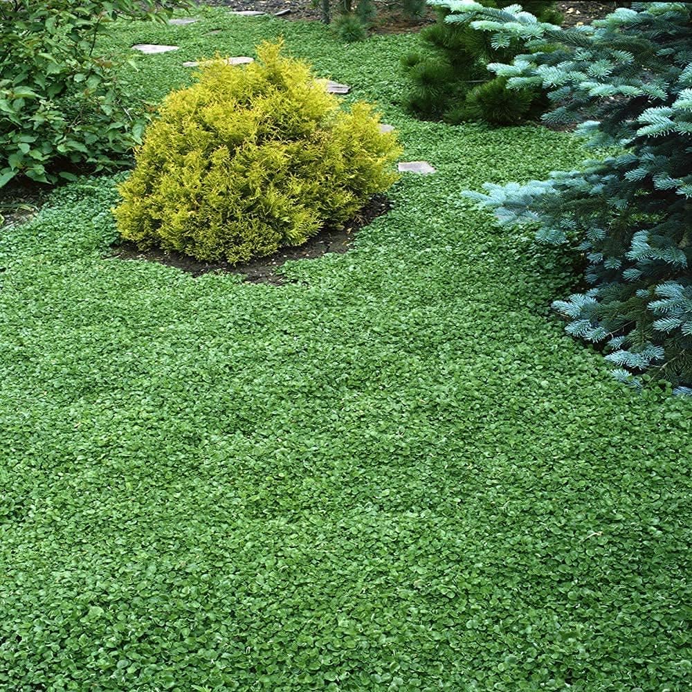 Dichondra Repens Grass Seeds Up to 50% Off