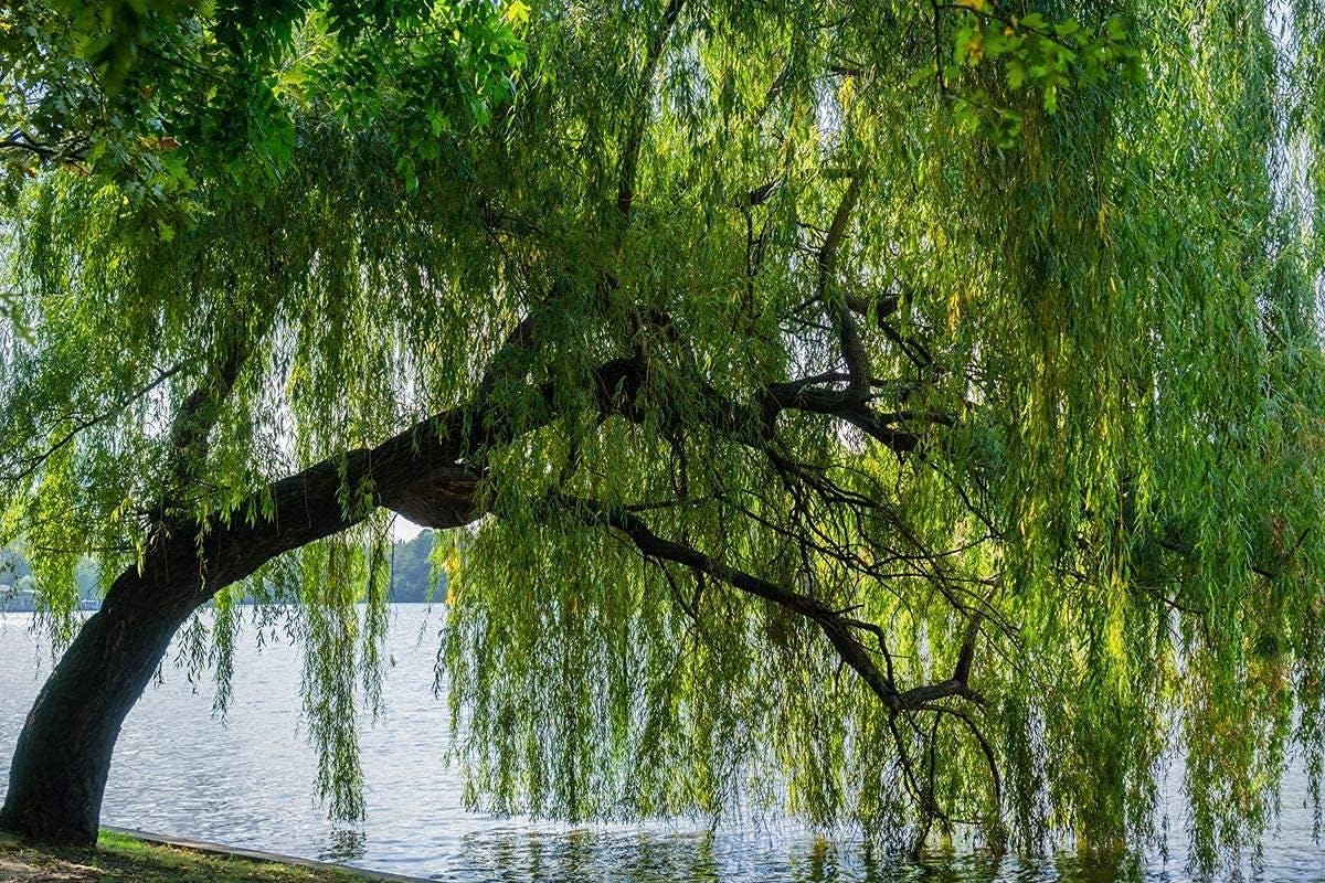 Golden Weeping Willow Tree Up to 50%