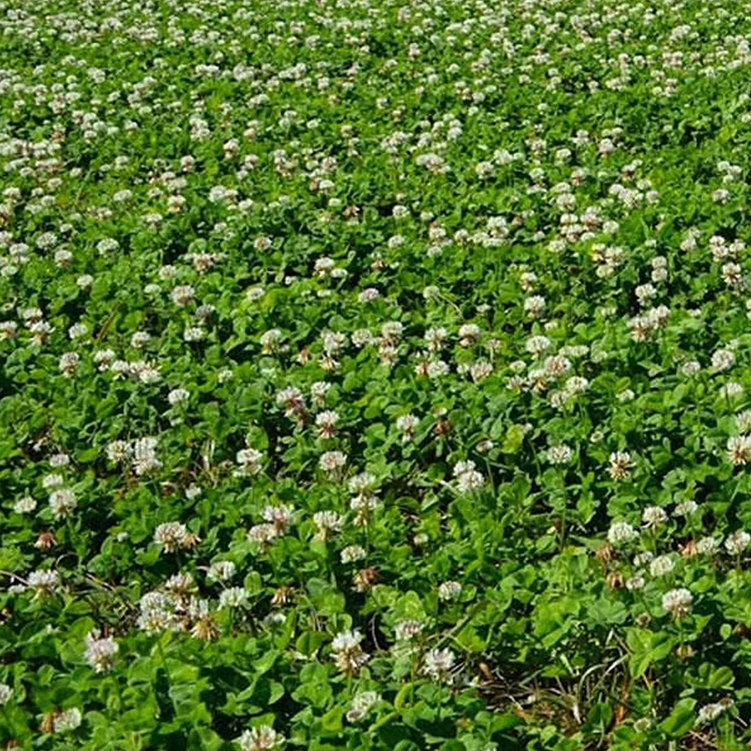 New Zealand Clover Seeds up to 50%