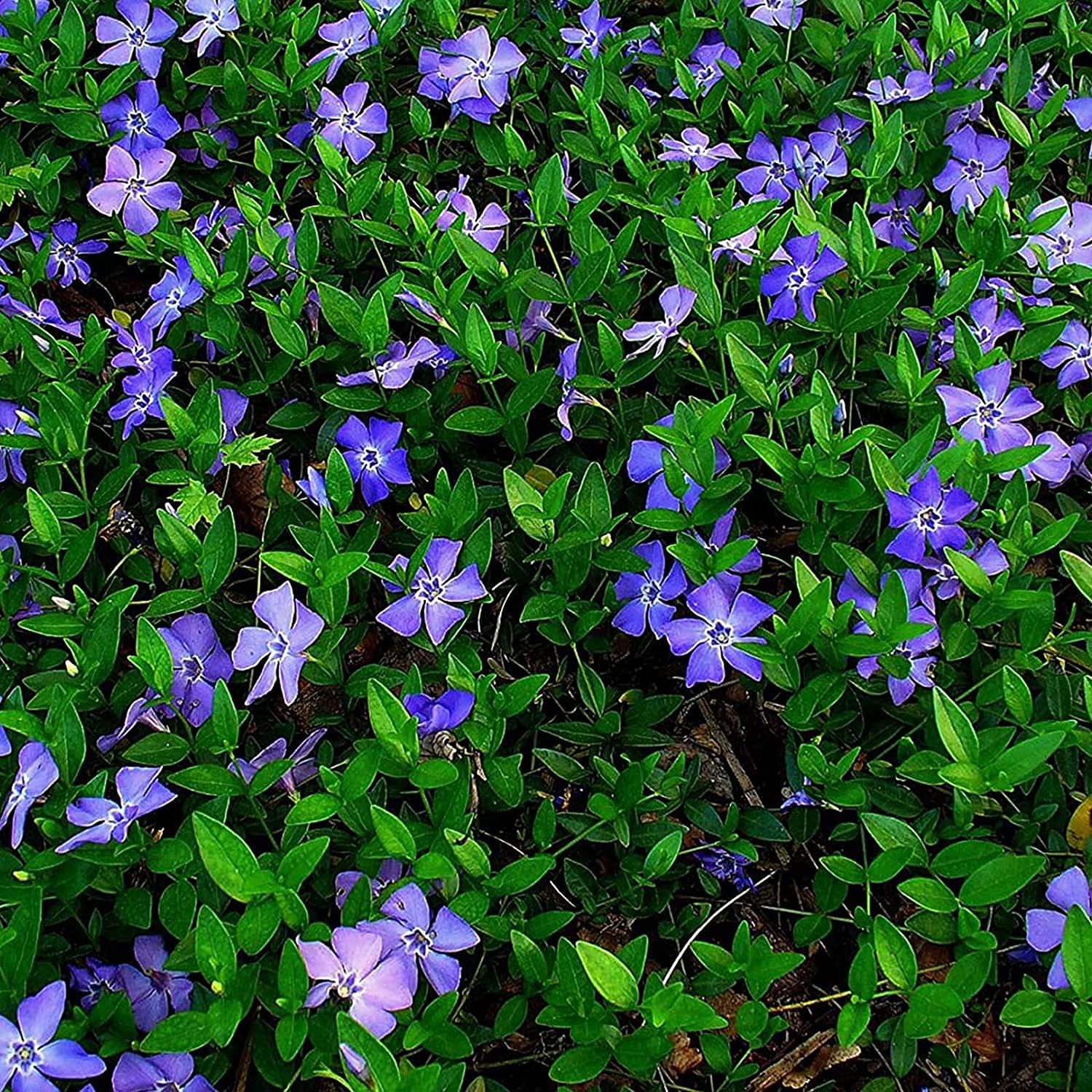 Vinca Minor Ground Cover Seeds Up to 50% Off