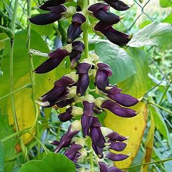 Velvet Bean Vegetable Seeds