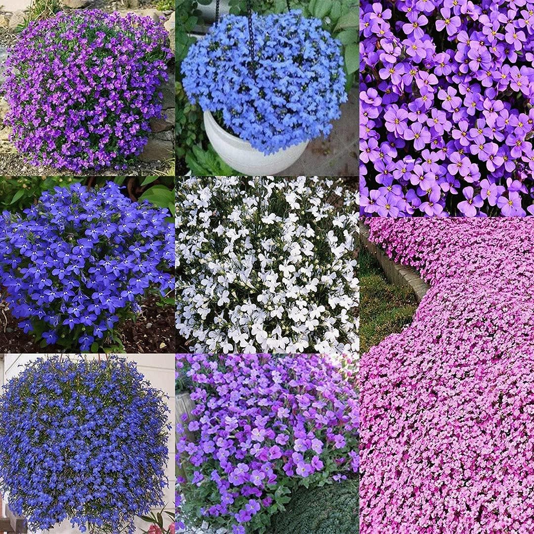 Mixed Creeping Thyme &amp; Blue Rock Cress Seeds – Beautiful Perennial Ground Cover – prime day up to 50%