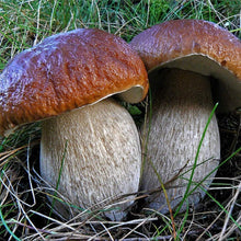 Porcini Mushroom Spores