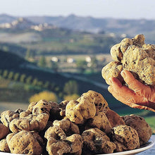 White Truffle Mushroom Spores