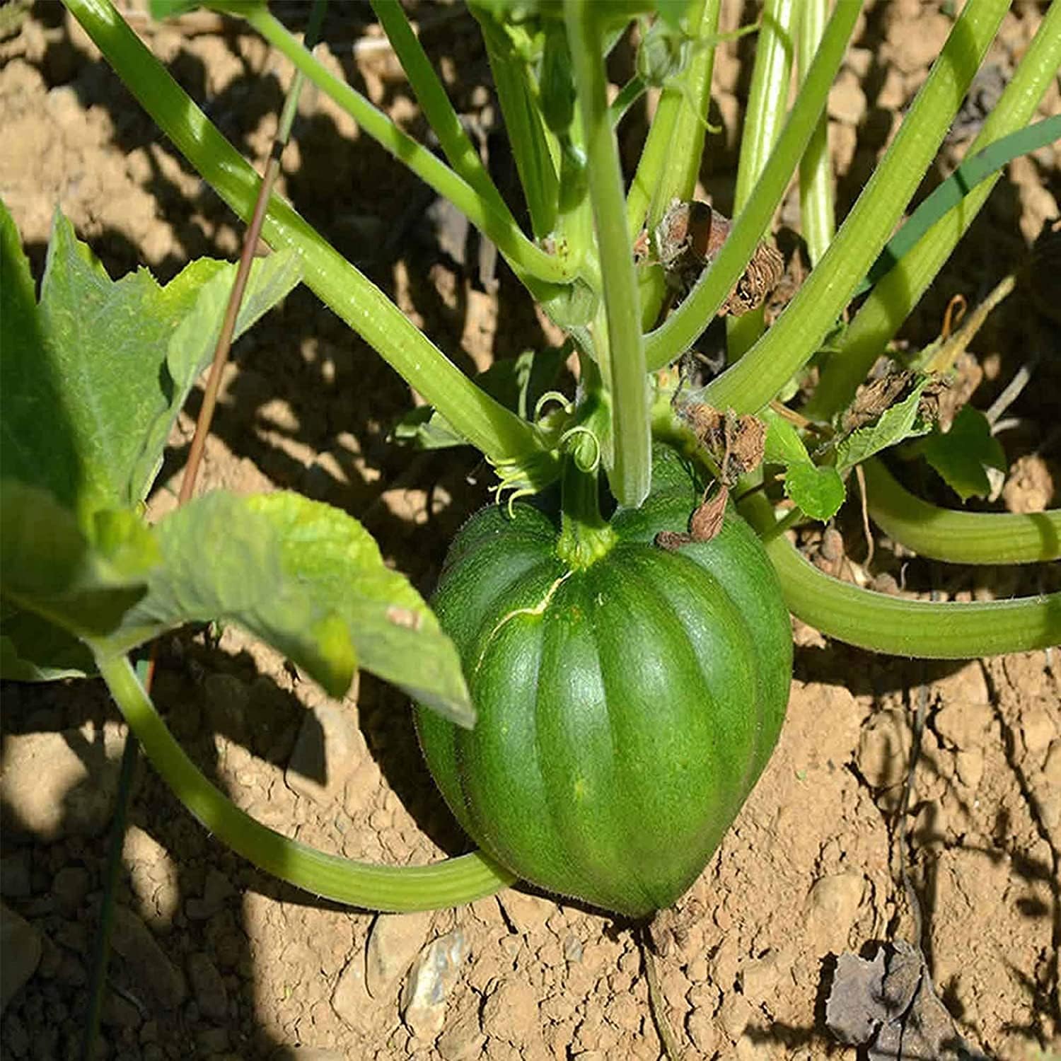 Acorn Winter Squash Seeds Up to 50% Off