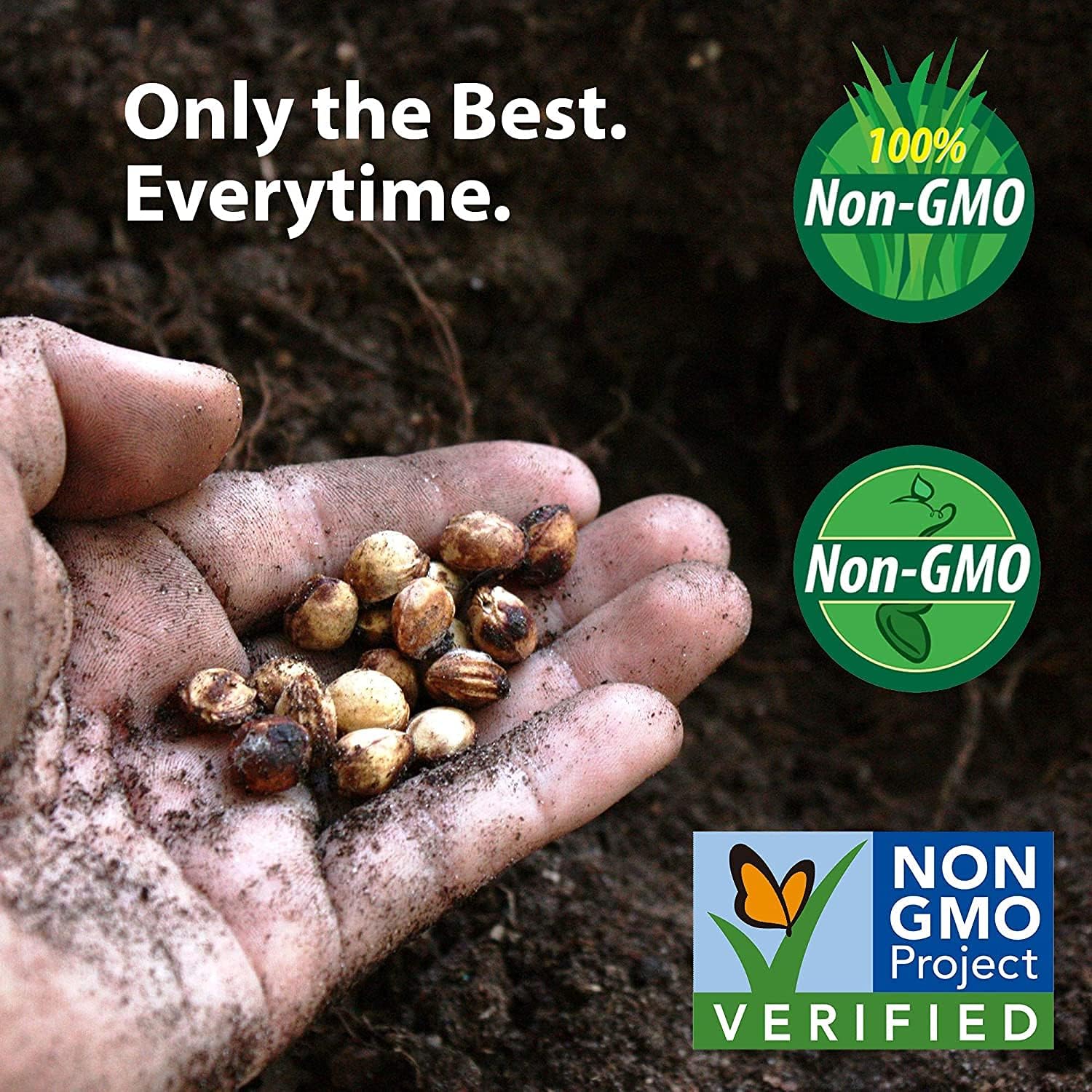 Fairy Tale Hybrid Eggplant Seeds – Non-GMO Vegetable | Up to 50%