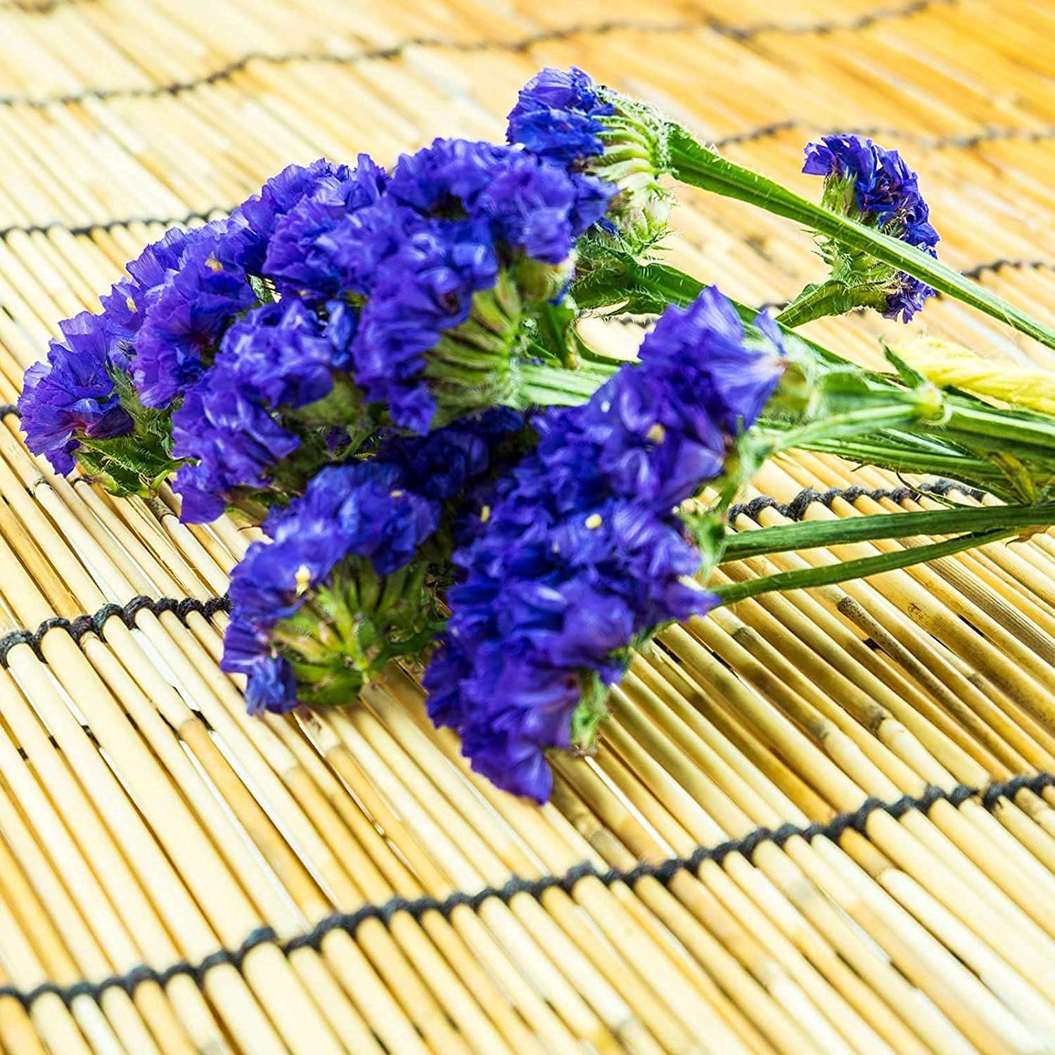 Statice Flower Seeds – Pale Blue Blooms | Up to 50%