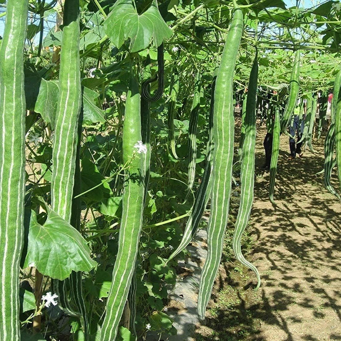 Snake Serpent Gourd Seeds Up to 50% Off