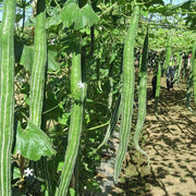 Snake Serpent Gourd Seeds