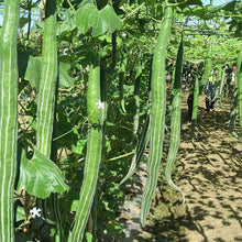Snake Serpent Gourd Seeds