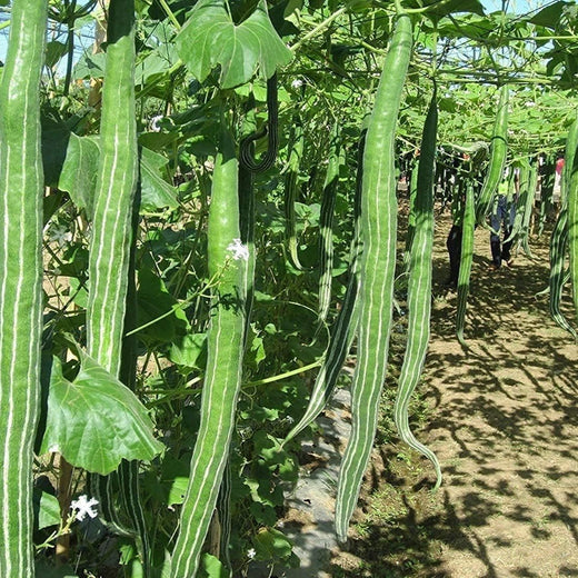 Snake Serpent Gourd Seeds