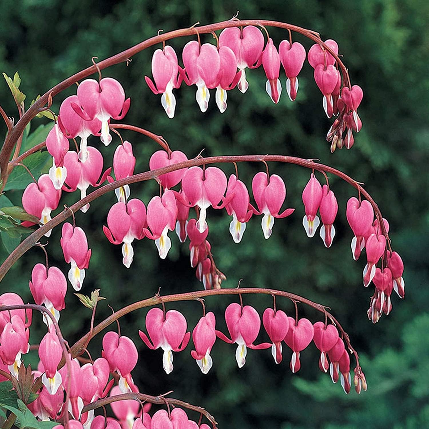 Pink Poof Peony Seeds up to 50%