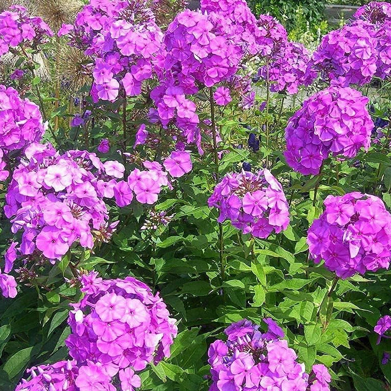 Garden Phlox Paniculata Seeds Up to 50% Off