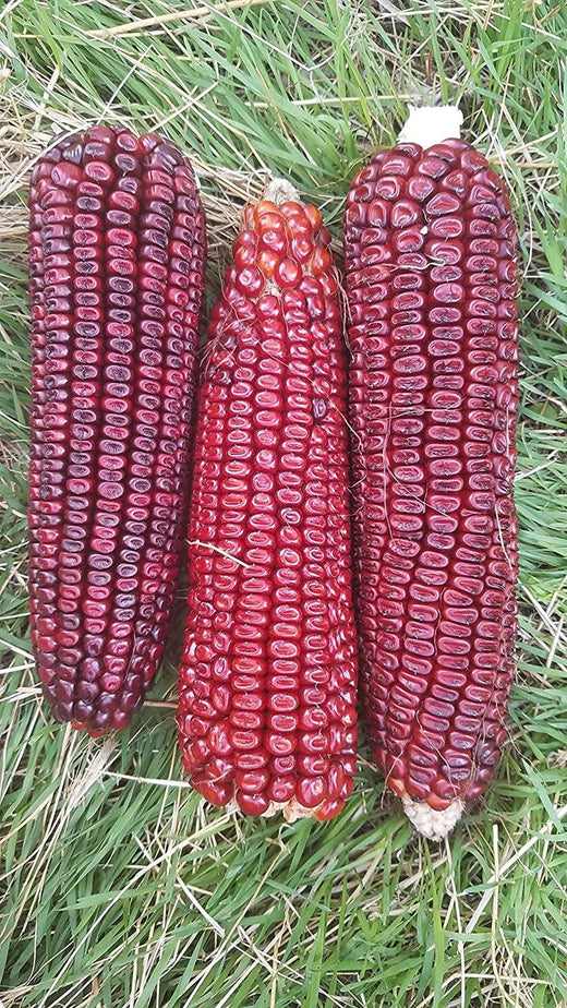 Bloody Butcher Dent Corn Seeds