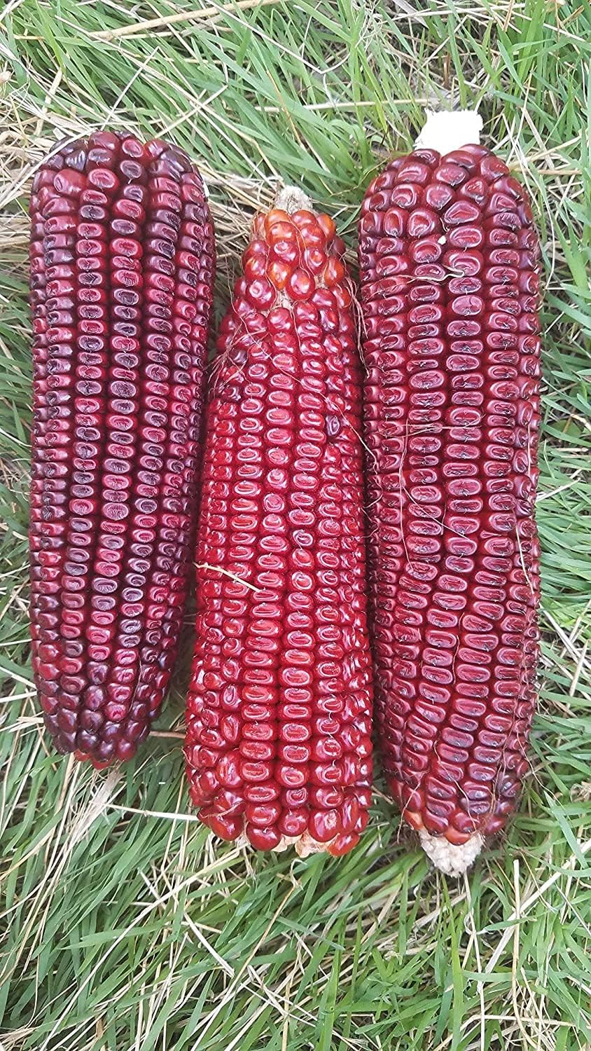 Bloody Butcher Corn Seeds – Heirloom Red Dent Corn for Edible &amp; Ornamental Use – Up to 50%