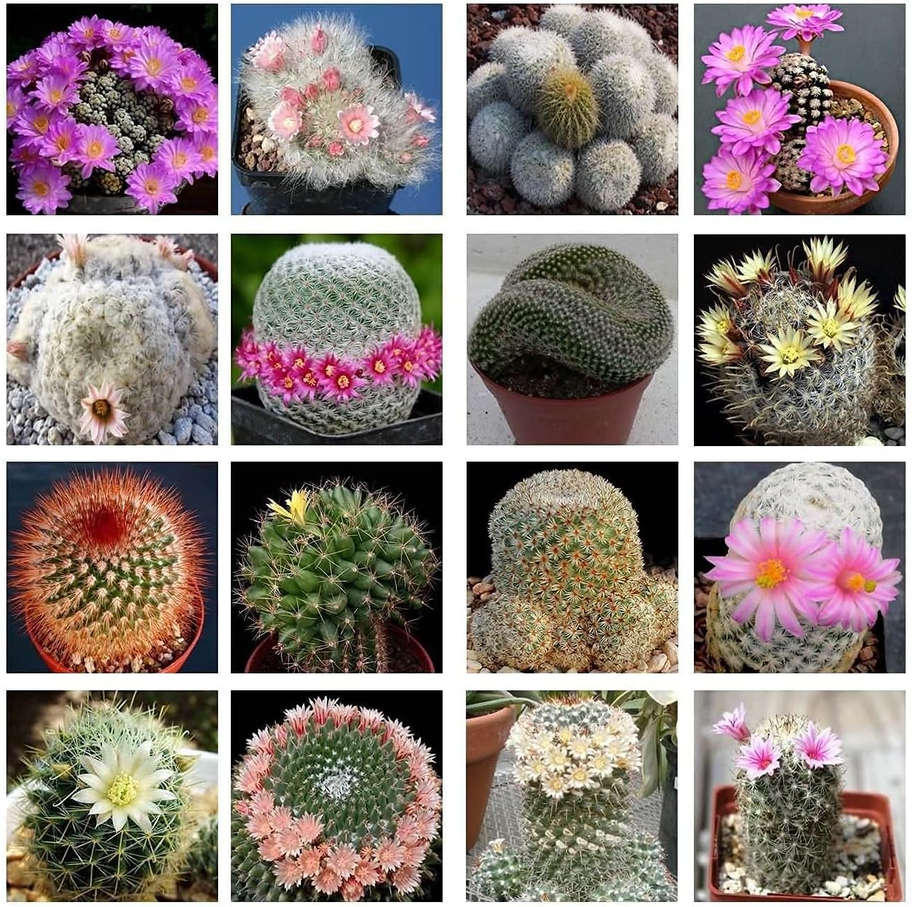 Mammillaria Mix seeds prime day up to 50%