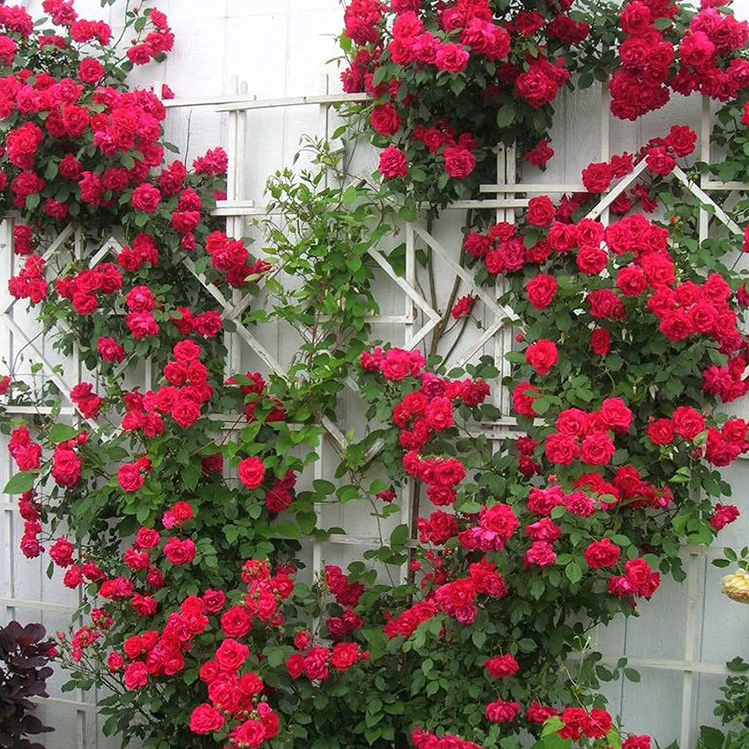 Climbing Rose Flower Seeds up to 50%