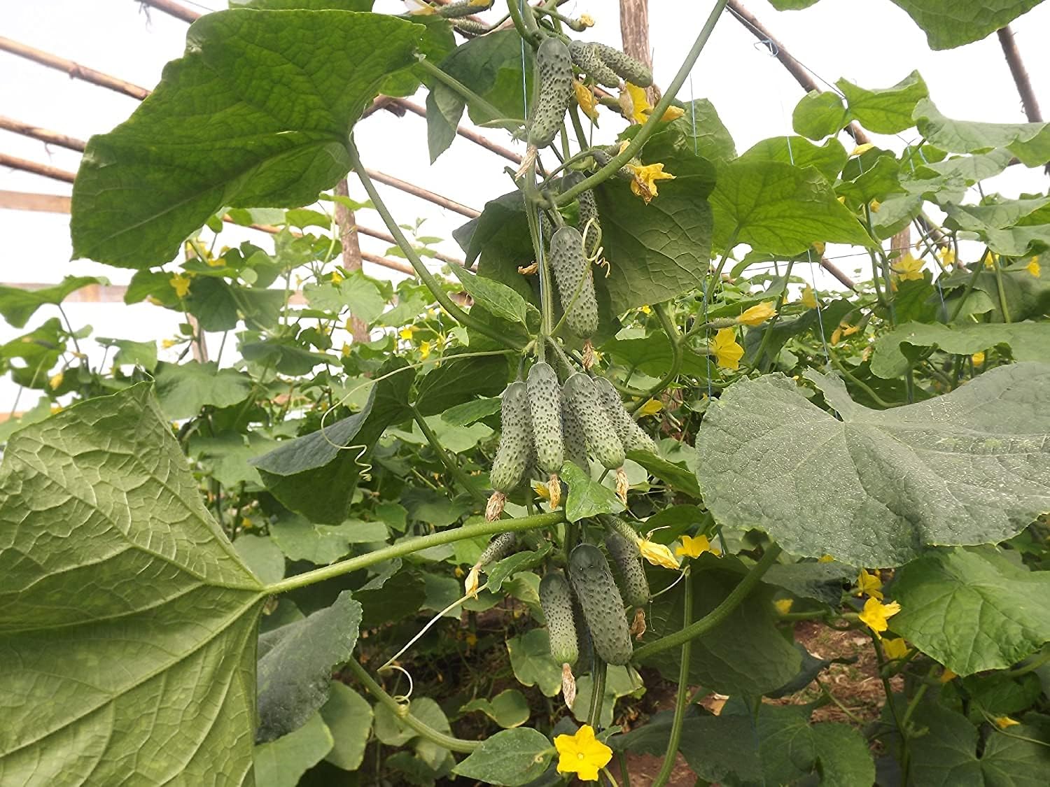 Titus Cucumber Seeds up to 50%