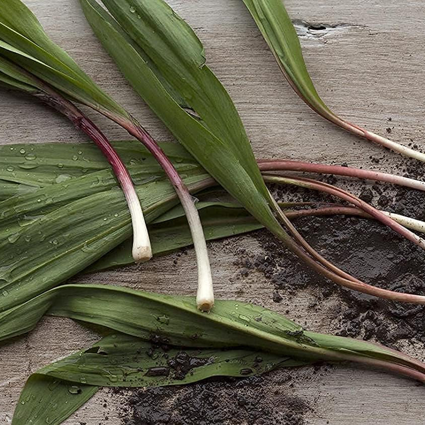 Wild Leek (Allium tricoccum) Seeds – Heirloom Ramp & Wild Onion – up to 50%