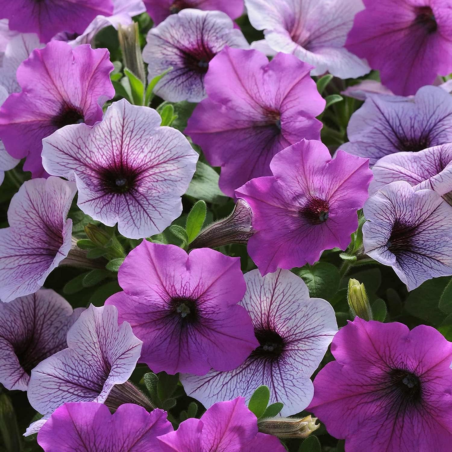 Plum Pudding Petunia Seeds up to 50%