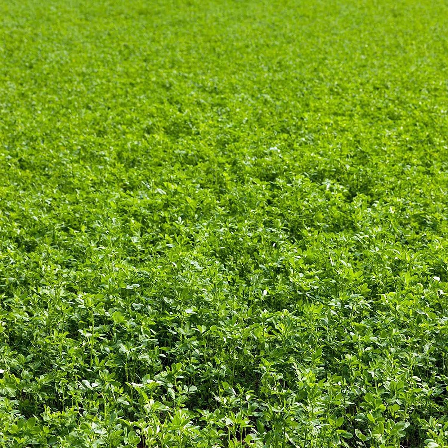 Alfalfa Cover Crop Seeds Up to 50% Off