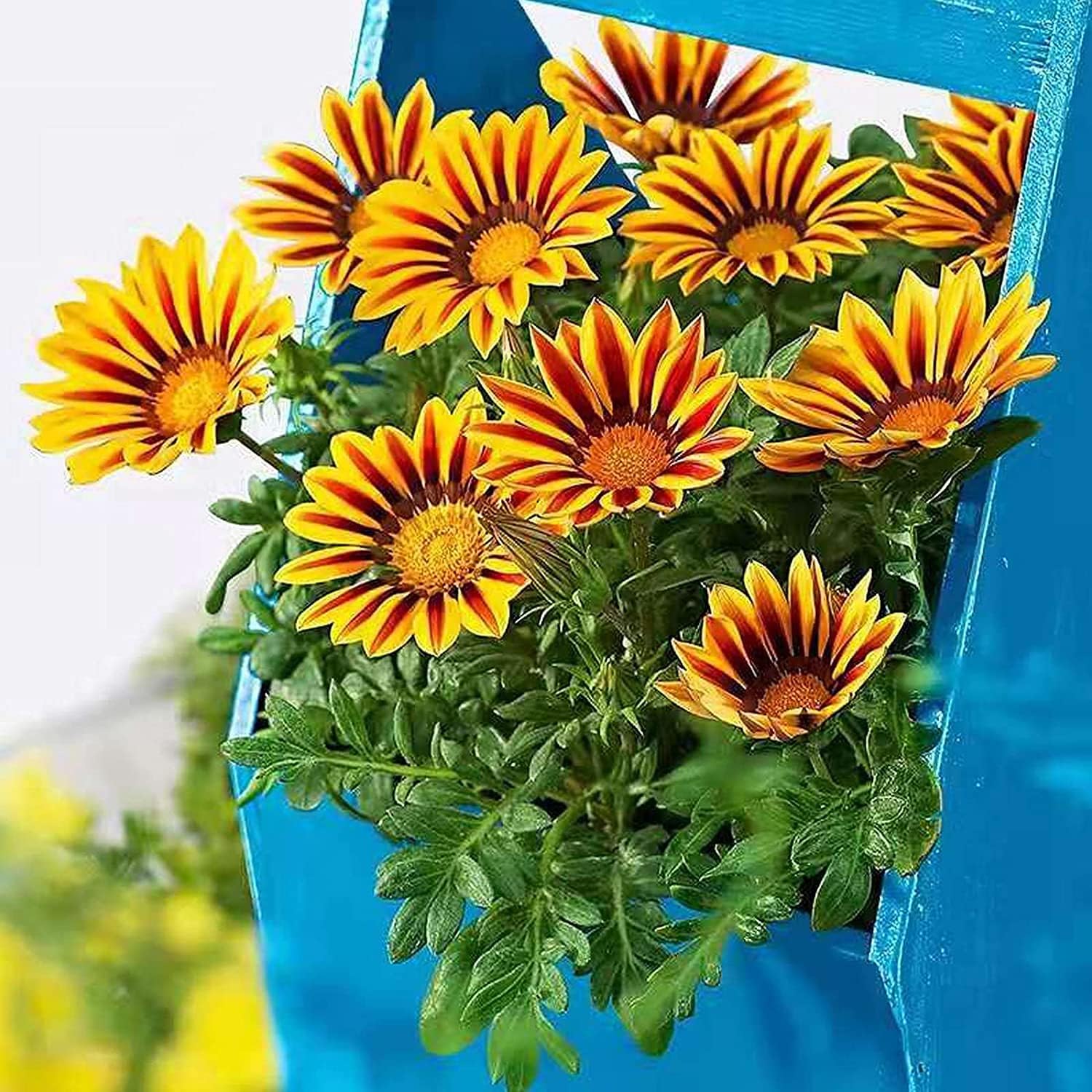 Exotic Gazania Flower Seeds up to 50%