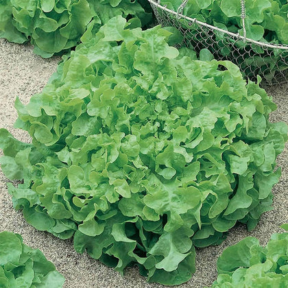 Leaf Lettuce Seeds