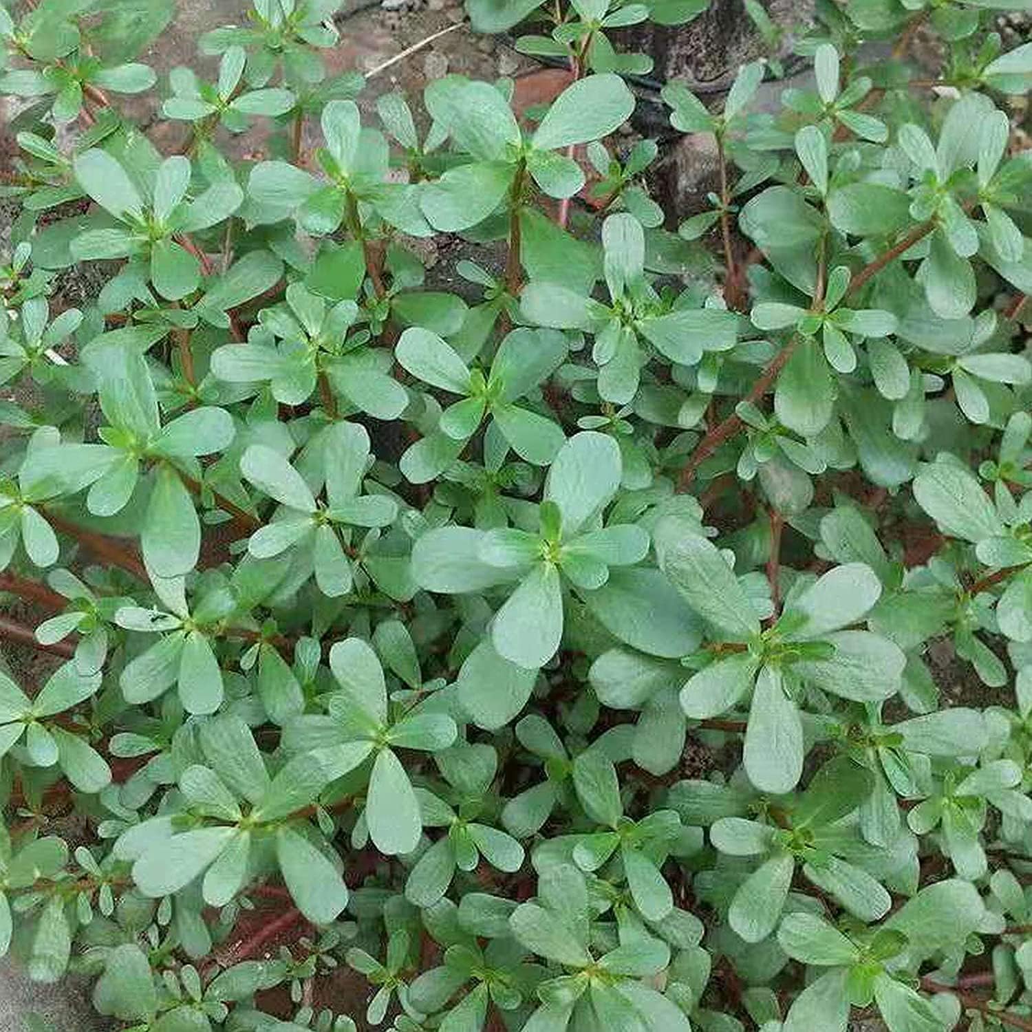 Green Purslane Seeds up to 50%
