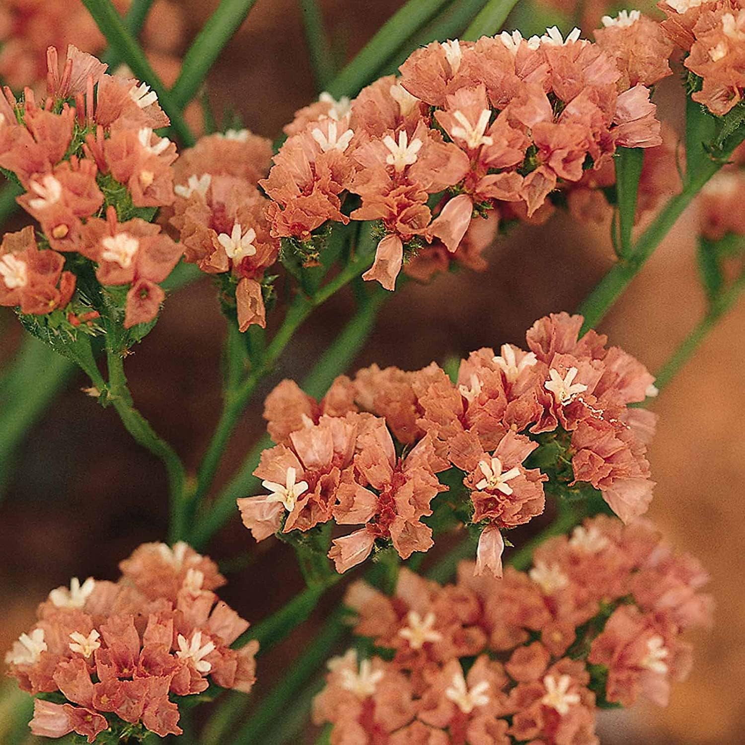 Statice Flower Seeds – Apricot Blooms | Up to 50%