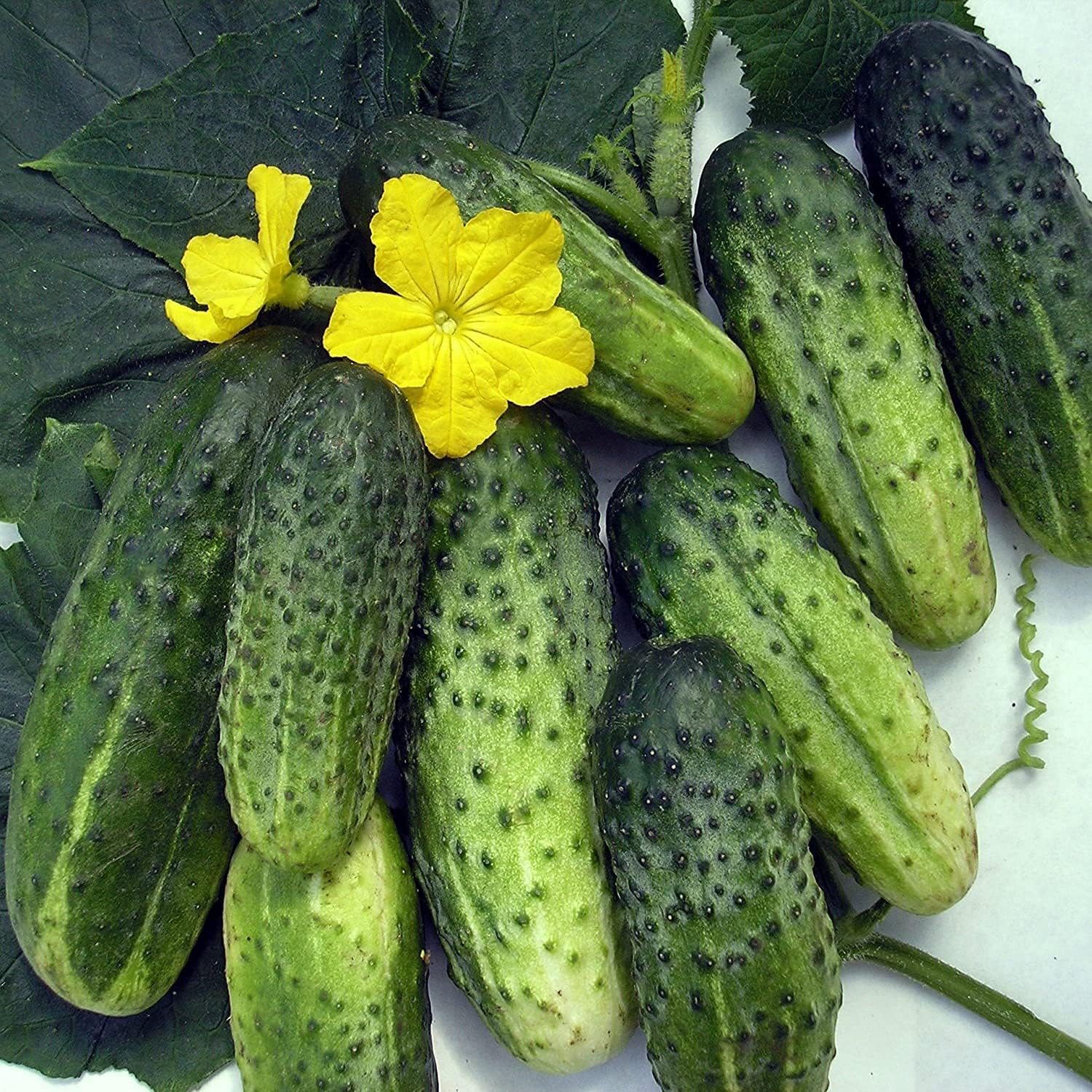 Titus Cucumber Seeds Up to 50% Off