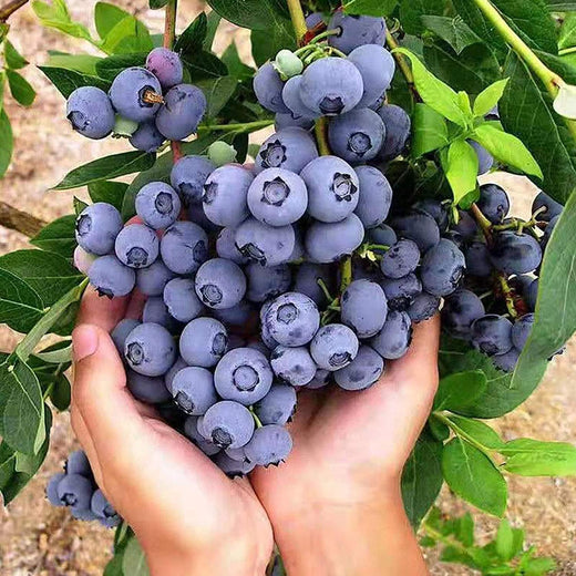 Blueberry Seeds