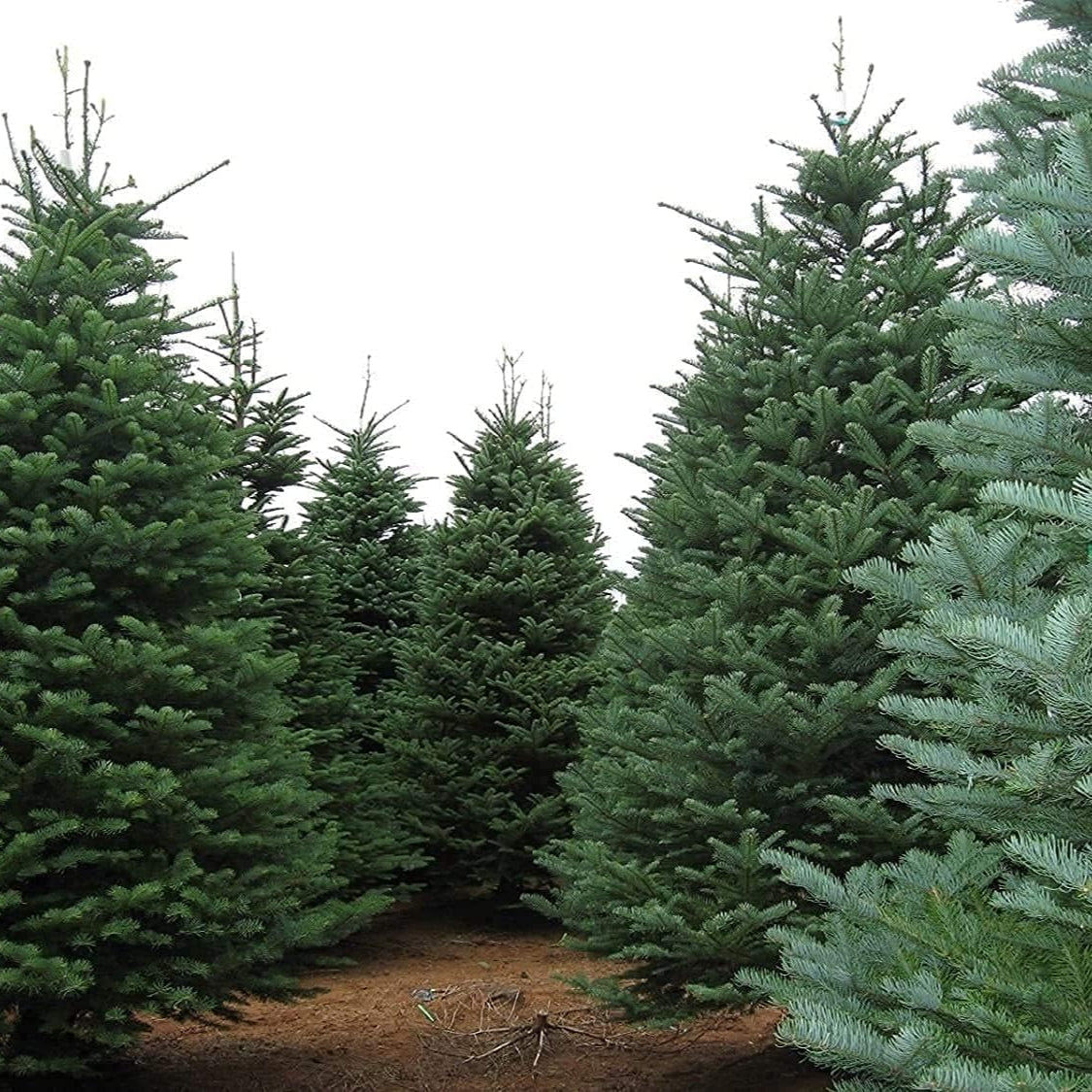 Noble Fir Tree Seeds prime day up to 50%