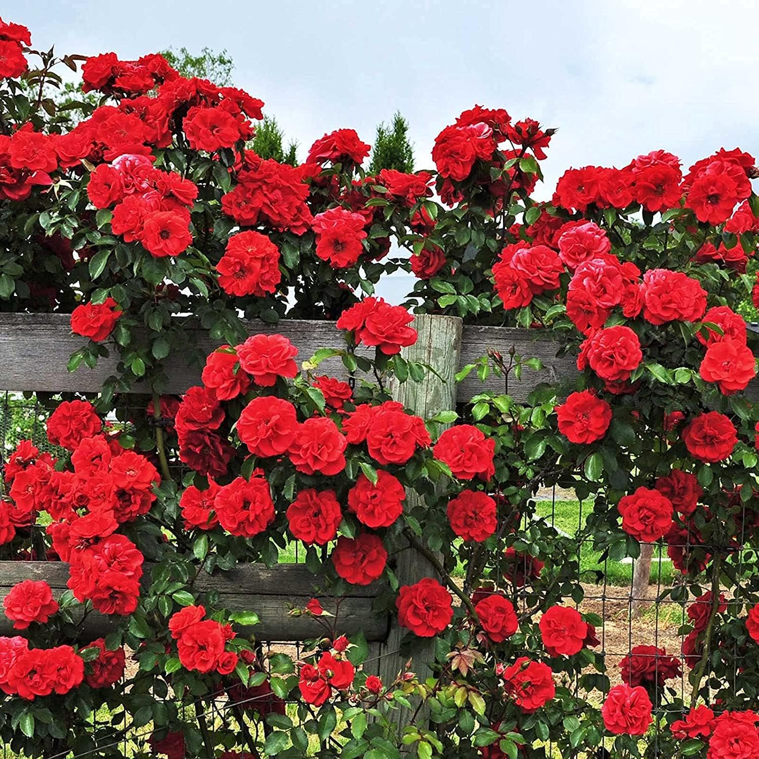 Climbing Rose Flower Seeds up to 50%