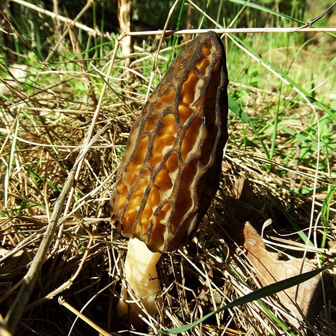 Black Morel Mushroom Seeds – Non-GMO Mycelium Spores for Planting – up to 50%