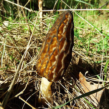 Black Morel Mushroom Spores