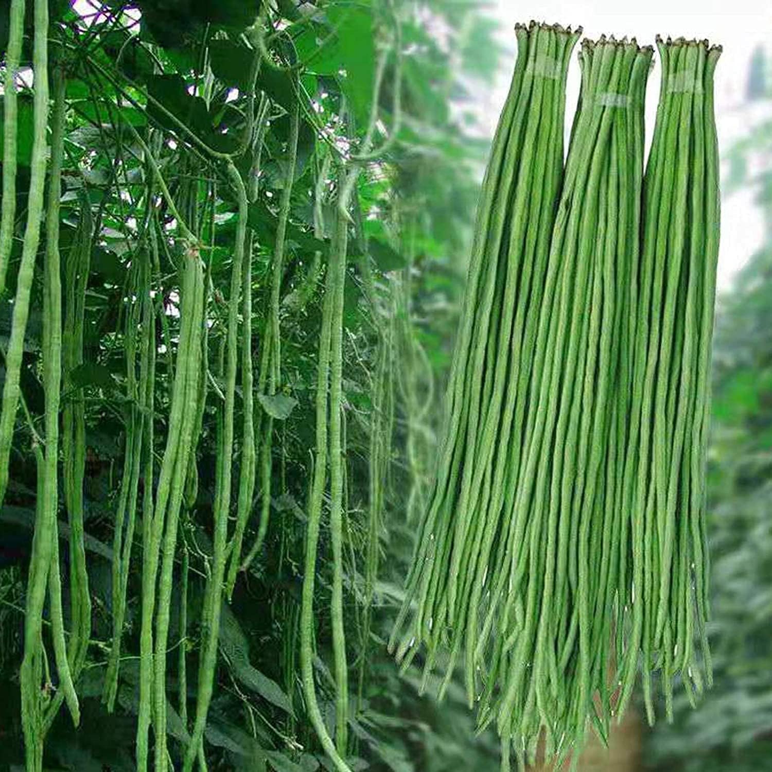 Snake/Yard-Long Asparagus Pole Bean Seeds – Heirloom & Non-GMO | up to 50%
