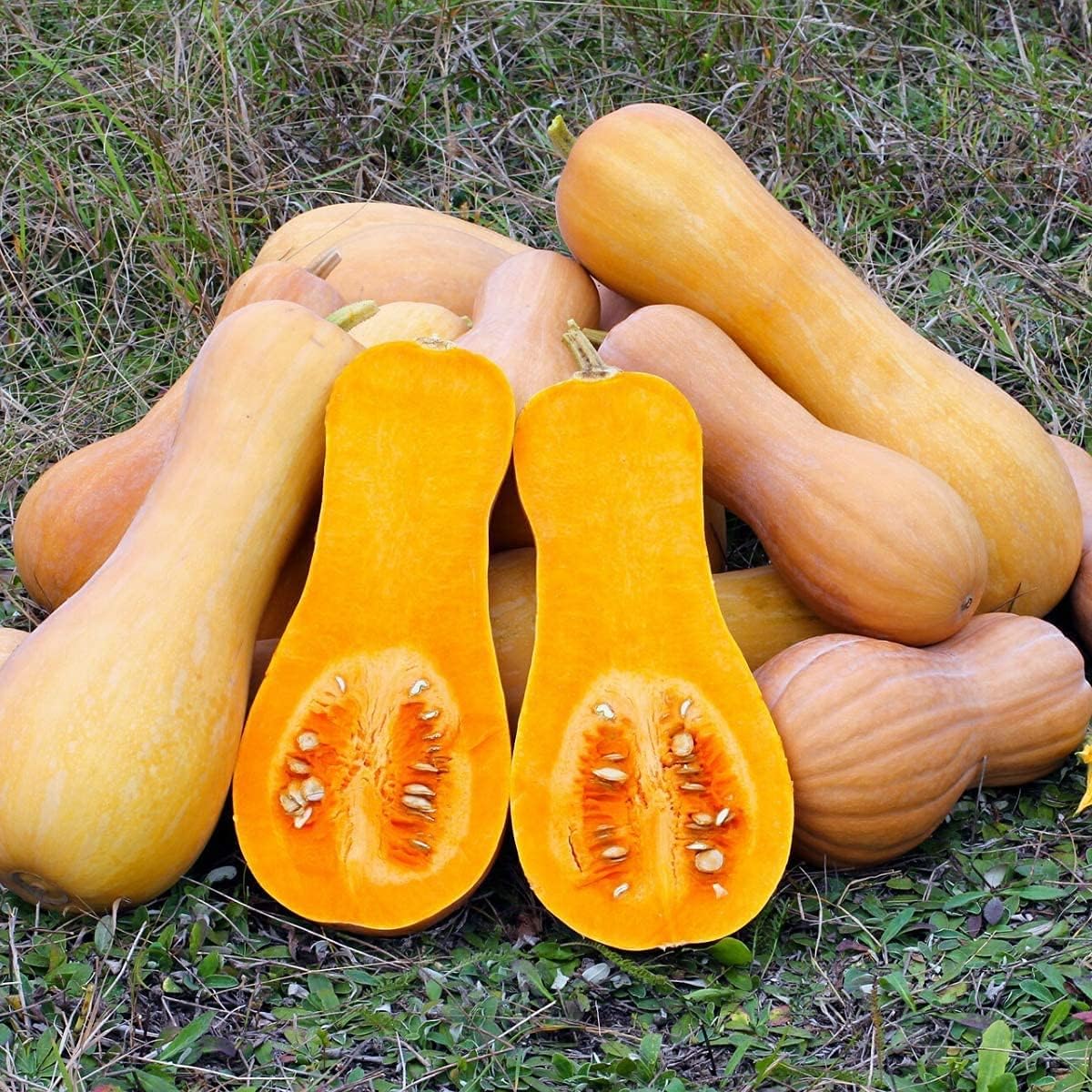 Tahitian Squash Seeds up to 50%