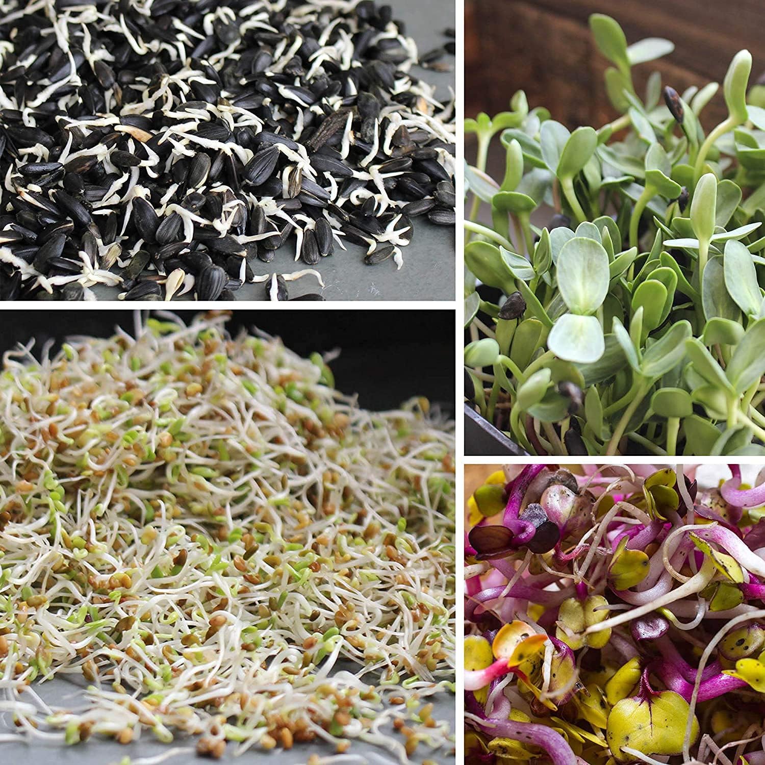 Black Oil Sunflower Seeds up to 50%