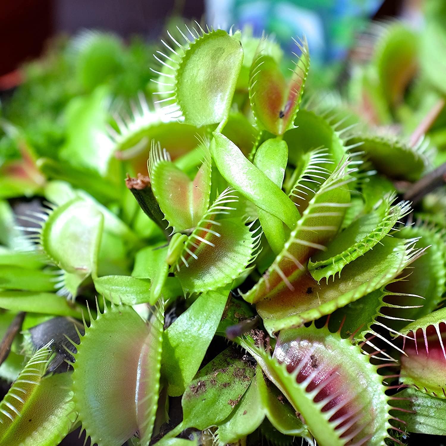 Venus Flytrap Plant Seeds – Carnivorous Indoor &amp; Outdoor Plant – Up to 50%
