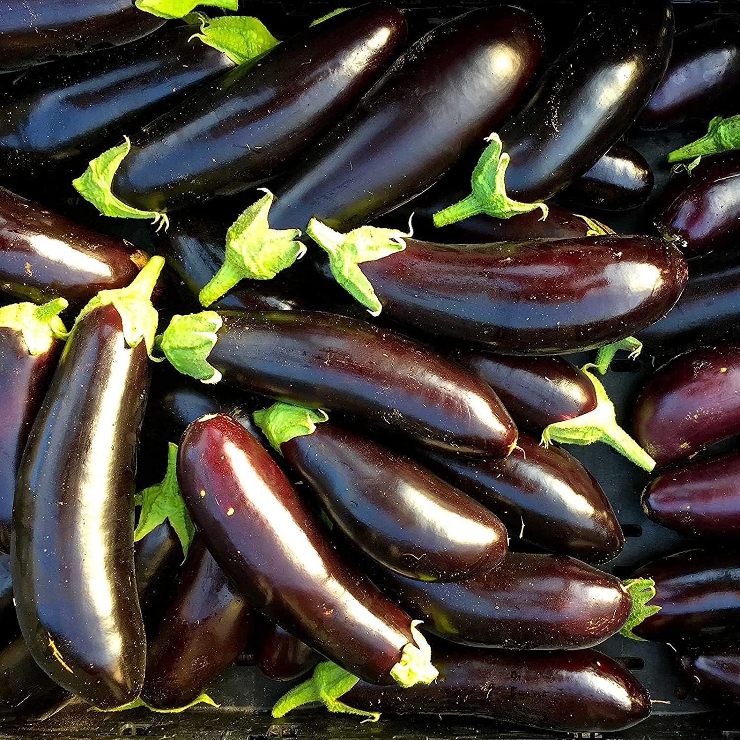 Long Purple Eggplant Seeds up to 50%