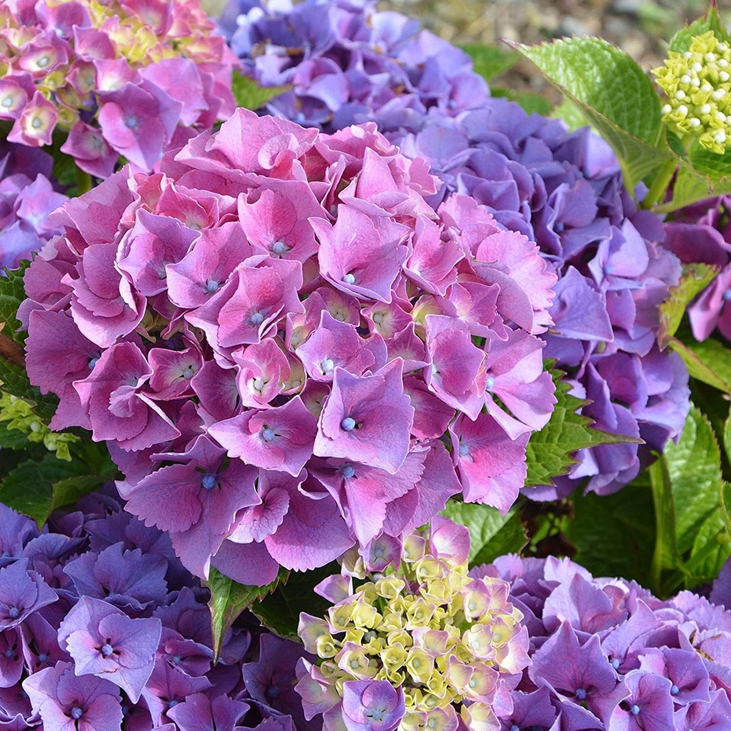 Mixed Hydrangea Flower Seeds up to 50%