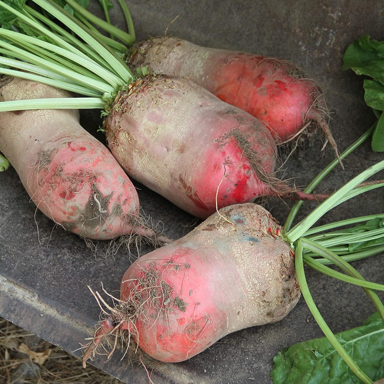 Red Mammoth Beet Seeds