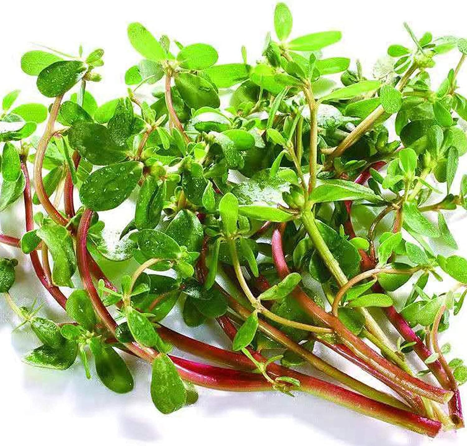 Green Purslane Seeds up to 50%