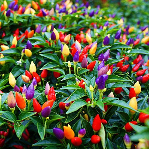 Colorful Mini Ornamental Pepper Seeds