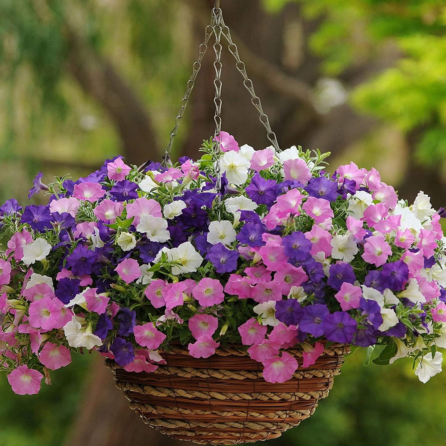 Mixed Petunia Flower Seeds prime day up to 50%
